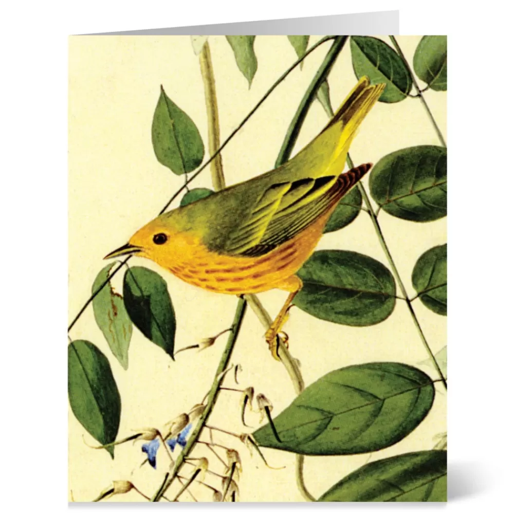 Best Sale Audubon Birds Notecards Notecards & Correspondence