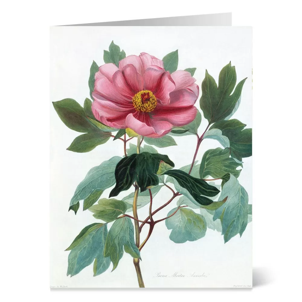 Online Botanical Illustrations Notecards Notecards & Correspondence